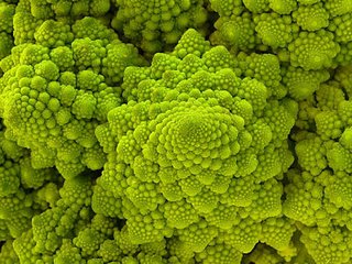 romanesco.jpg